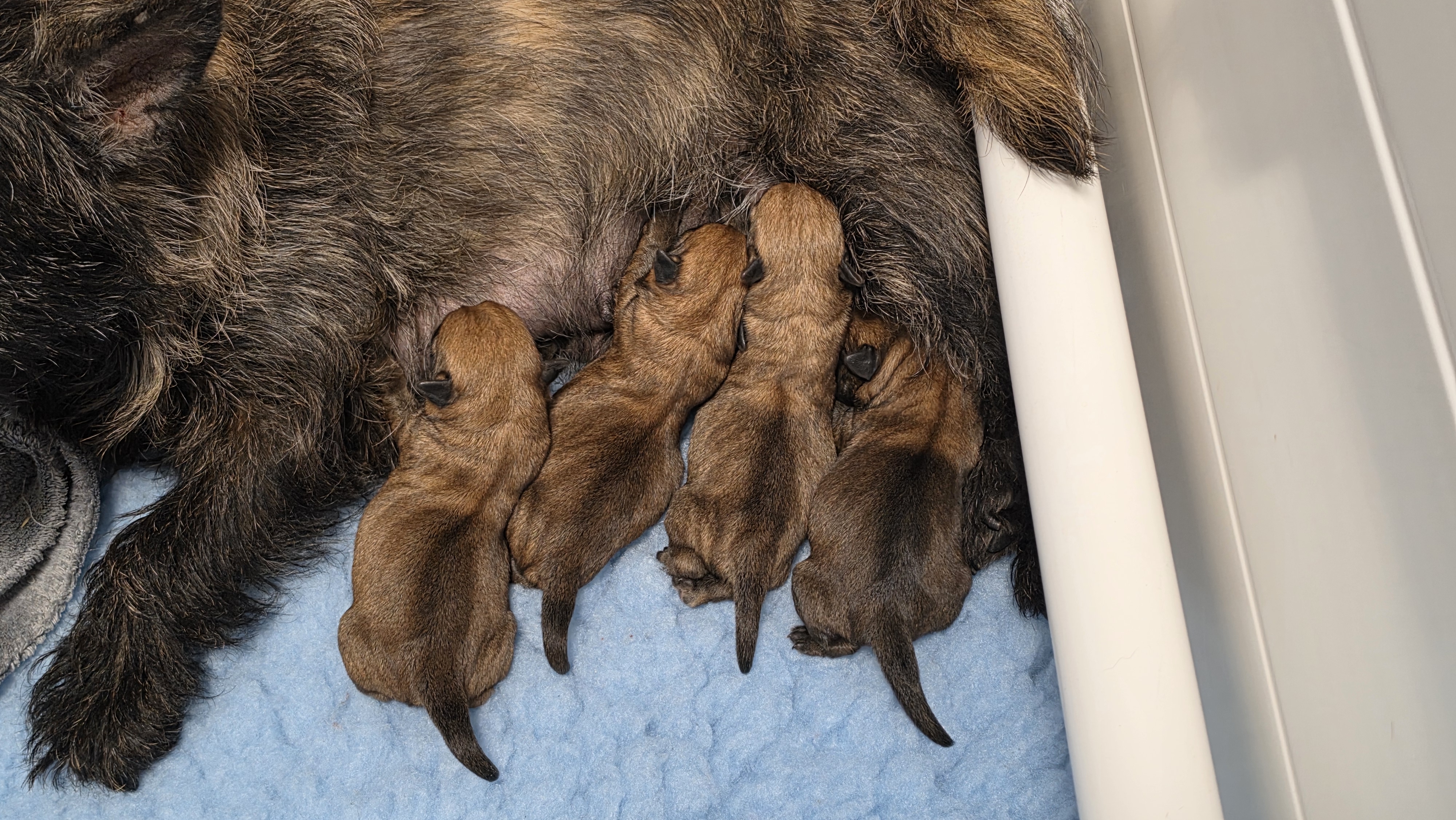 Our litter has arrived